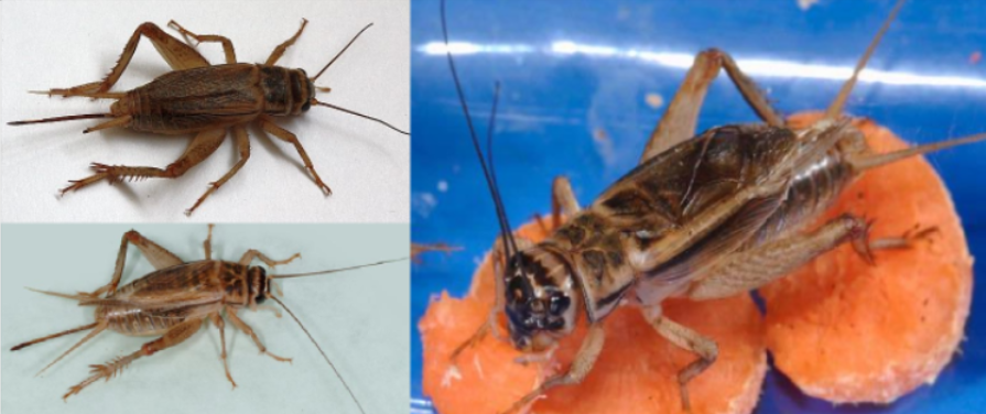 <p>ŘÁD- česky, latinsky</p><p>Podřád- česky, latinsky</p><p>Infrařád- /</p><p>Čeleď- česky</p><p>Rod- /</p><p>Druh- česky</p><p>(20 mm, synantropní škůdce)</p>