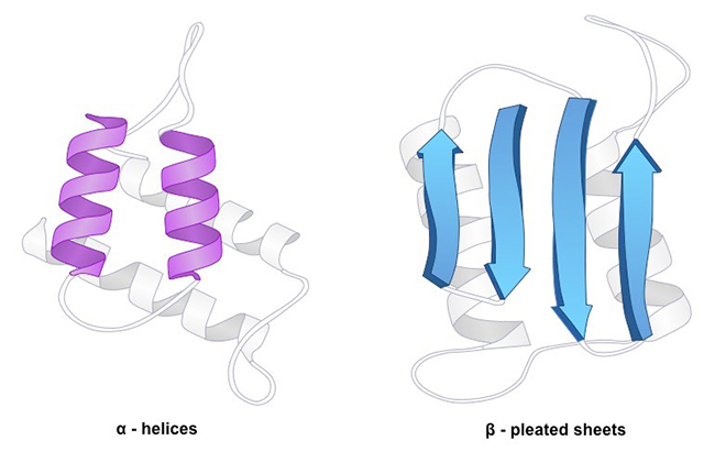 <p>Every twist, fold, helix, topographical feature in the protein</p>