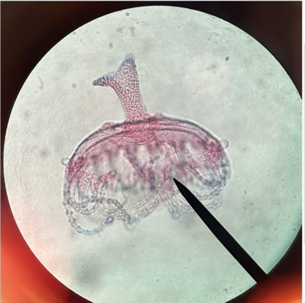 <p>subkingdom eumetazoa</p><p>phylum cnidaria</p><p>class hydrozoa</p><p>tentacles</p>