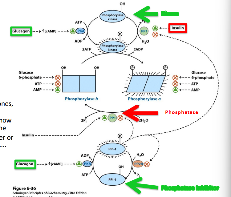 <ul><li><p>Phosphorylation on Serine</p><p>converts it from a lower</p><p>activity form</p><p>(Phosphorylase b) to the</p><p>higher activity form</p><p>(Phosphorylase a)</p></li></ul><p>****Note roles of metabolic hormones,</p><p>Insulin (high blood Glc) and</p><p>Glucagon (low blood Glc) and how</p><p>they influence the activity of the</p><p>enzyme and determine whether or</p><p>not to release Glucose stores…...</p><ul><li><p>insulin (removing phosphate groups): make more glycogen, absorbed sugar, anabolic activity, phosphorylase activity deactivated phosphorylase and brings it back to phosphorylase B</p></li><li><p>glucagon: increase phosphotase activity</p></li><li><p>when out of whack -→ diabetes</p></li></ul><p>*****Think about the goals of insulin and glucagon signaling and why their opposing regulation of glycogen</p><p>phosphorylase makes sense….</p>