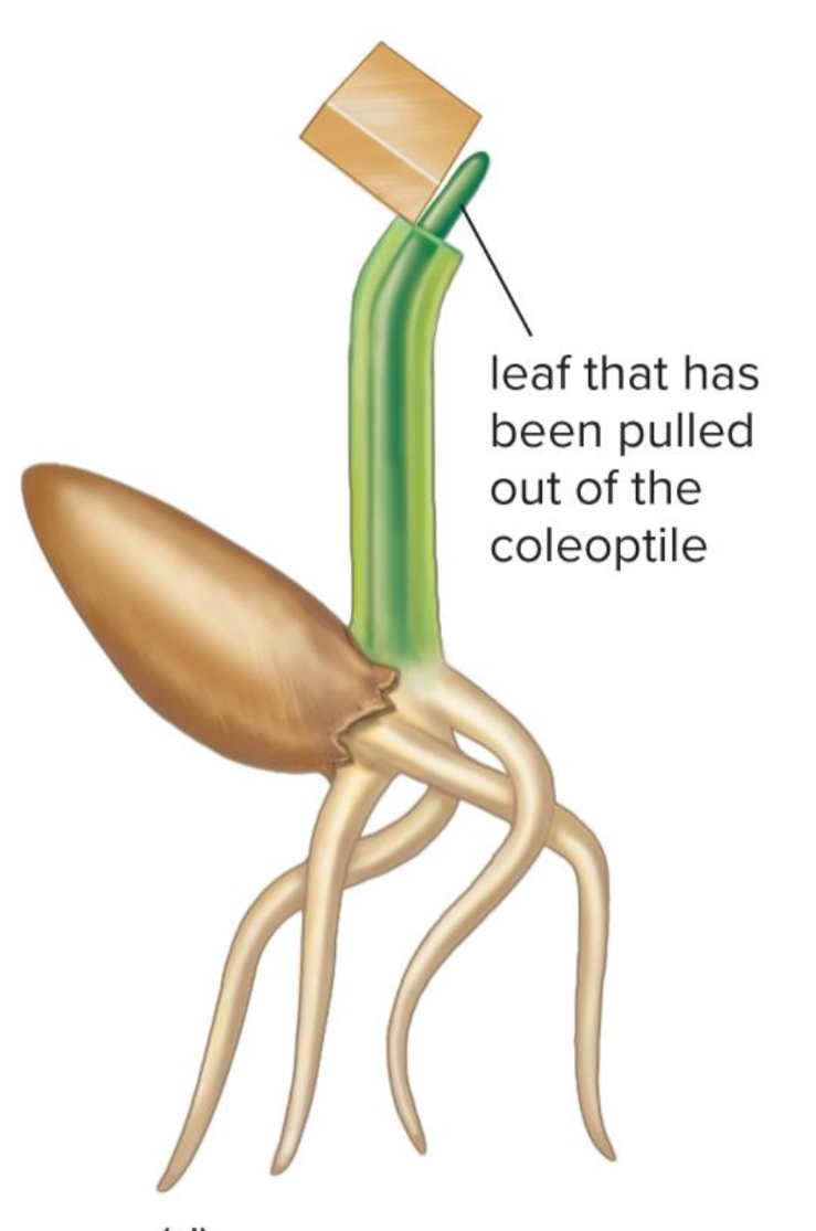 <p>What occurred when Fritz Went placed the agar block off center of the coleoptile?</p>