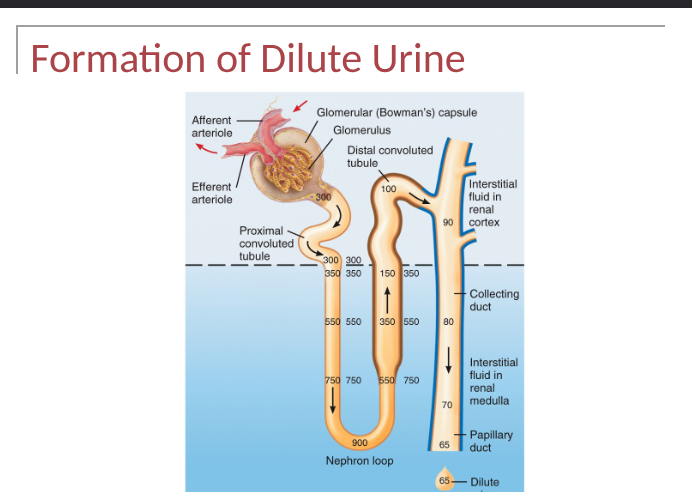 <p>when ADH level is very low, kidneys produce dilute urine and excrete excess water- renal tubules absorb more solutes than water, tubular fluid progressively becomes more dilute as it flows- can be as low as 65-70 mOsm/liter</p><p>Thick ascending limb</p><ul><li><p>symporters actively reabsorb Na+, K= and Cl-</p></li><li><p>low water permeability</p></li><li><p>solutes leave, water stays in tubule</p></li></ul><p>collecting duct</p><ul><li><p>low water permeability in absence of ADH</p></li></ul><p></p>