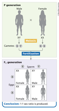<p>meiosis, just like autosomal chromosomes, each gamete gets only one sex chromosome, biological sex of the offspring will be determined by the pair the offspring receives</p>
