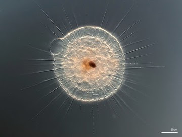 <p>Reproductive cells have hairy flagella that are paired with smooth flagellum.</p><p>Include water molds, diatoms, and brown algae.</p>