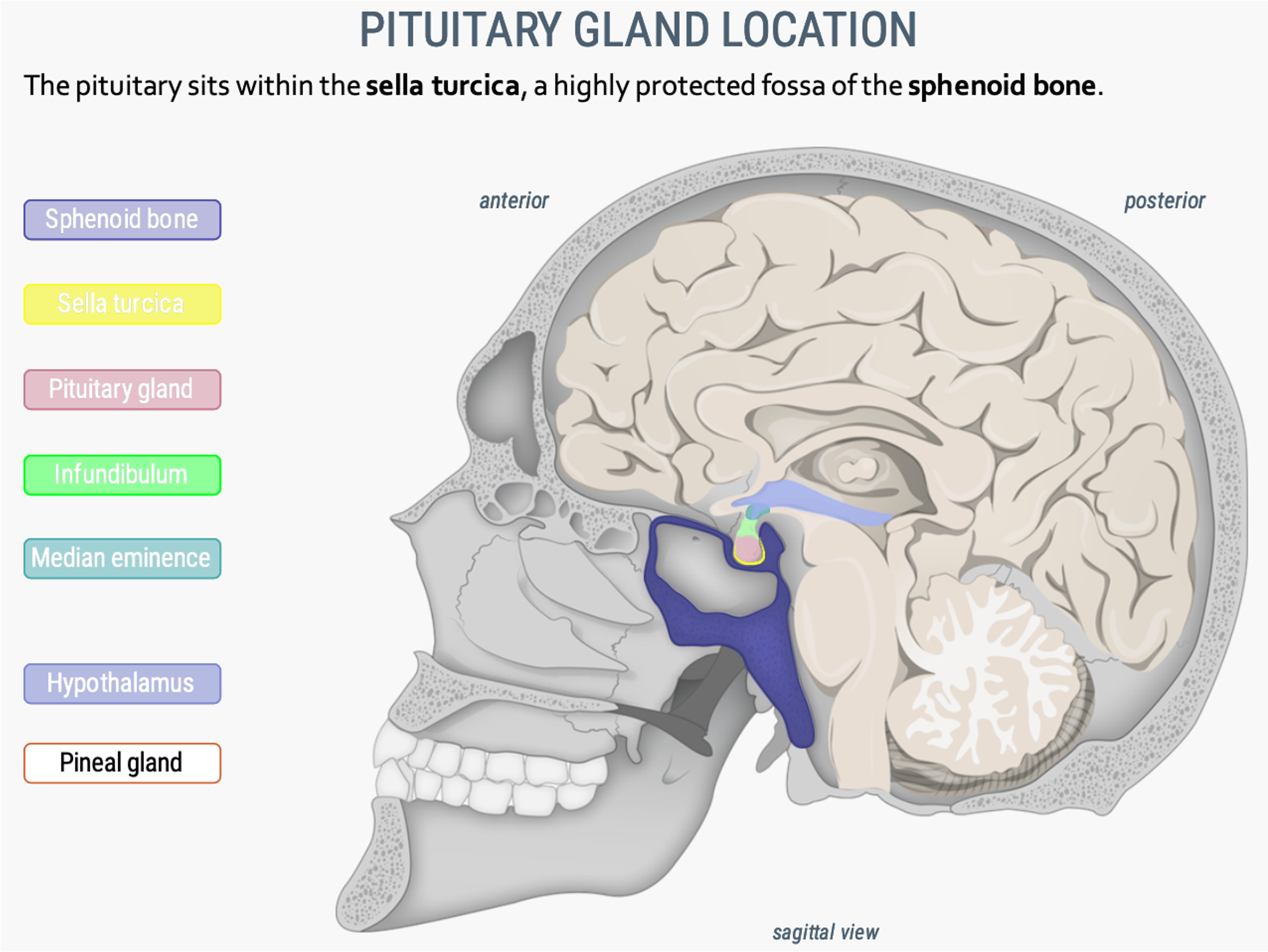 <ul><li><p>The pituitary sits within the <strong>sella turcica </strong>(yellow)<strong>,</strong> a highly protected fossa of the <strong>sphenoid bone </strong>(dark purple).</p></li></ul><p>**Check image</p>
