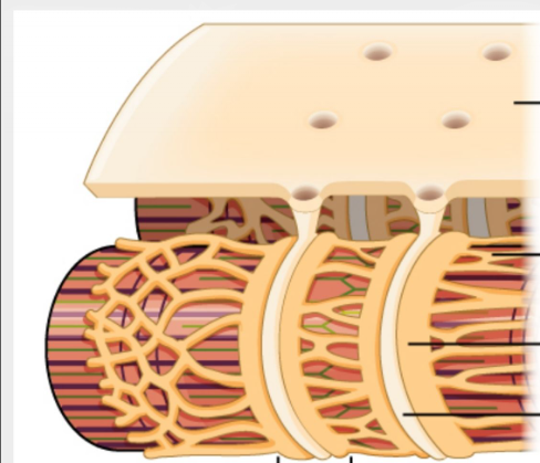 <p>Muscle cell membrane </p>
