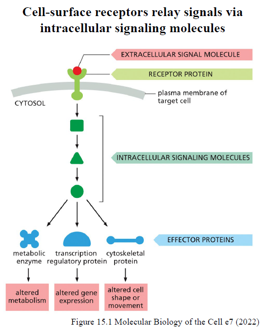 <p>Et extracellulært signal binder en receptor → intracellulære signaling molecules aktiveres → effector proteins påvirkes → cellulært respons opstår.</p><p>Effector proteins kan ændre:</p><ul><li><p>metabolisme</p></li><li><p>genekspression</p></li><li><p>cytoskelet</p></li><li><p>cellebevægelse/form</p></li></ul><p></p>