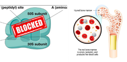 <p>It can cause fatal aplastic anemia in humans.</p>