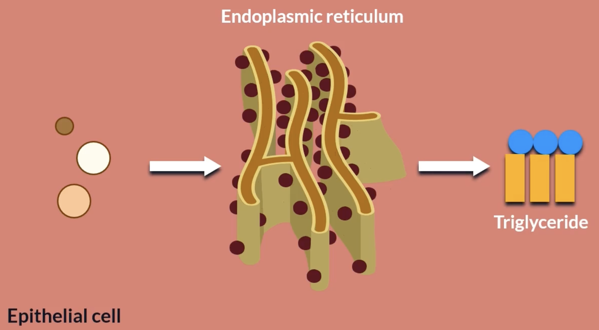 <p></p><p>short fatty acid chains can then diffuse straight into the blood</p><p>long chains cannot so they bond with monoglycerides and glycerol to form triglycerides in the endoplasmic reticulum</p><p>a concentration gradient is maintained for simple diffusion because most of the monoglycerides, glycerol and fatty acids are converted back into triglycerides. this is a quick process which helps maintain the concentration gradient</p><p>the triglycerides then need to exit the epithelial cells, however they aren’t soluble therefore struggle to travel through the cytoplasm. the endoplasmic recticulum combine triglycerides with cholesterol and proteins which forms chylomicrons, which are soluble.</p><p>however chylomicrons are too large to simply diffuse out of the cell membrane, so the golgi apparatus packages them into vesicles, where they fuse with the cell membrane and release the chlyomicrons by exocytosis (‘out of’ ‘cell’)</p>