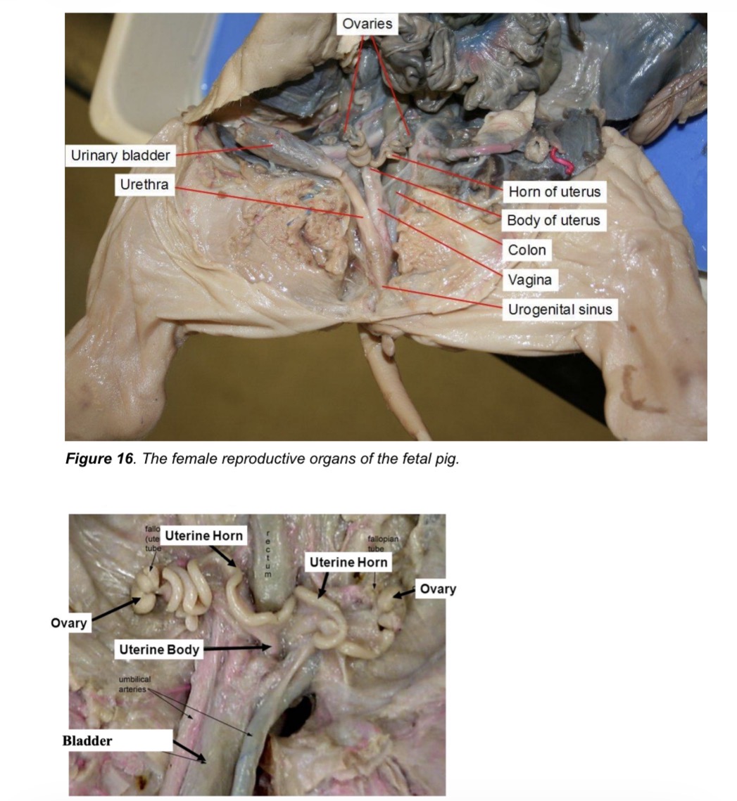 <p>Genital papilla</p>