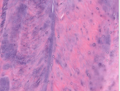 <p>What type of tissue is this?</p>