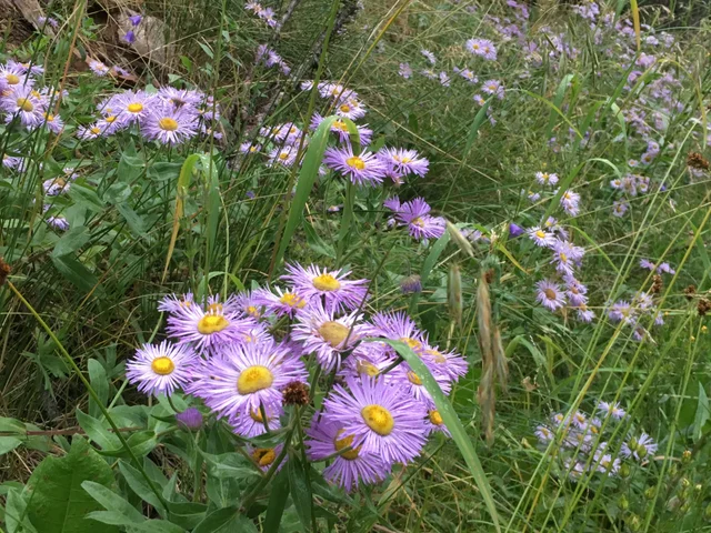 <p>Aspen Fleabane </p>