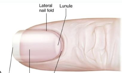 <p>thicker region of the nail bed </p>