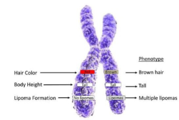 <p>genes that occur on different chromosomes separate from each other during gametogenesis.</p>