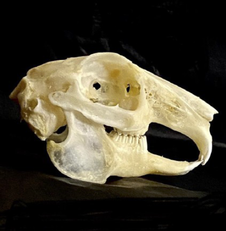 <p>To what order does this mammal skull belong to?</p>