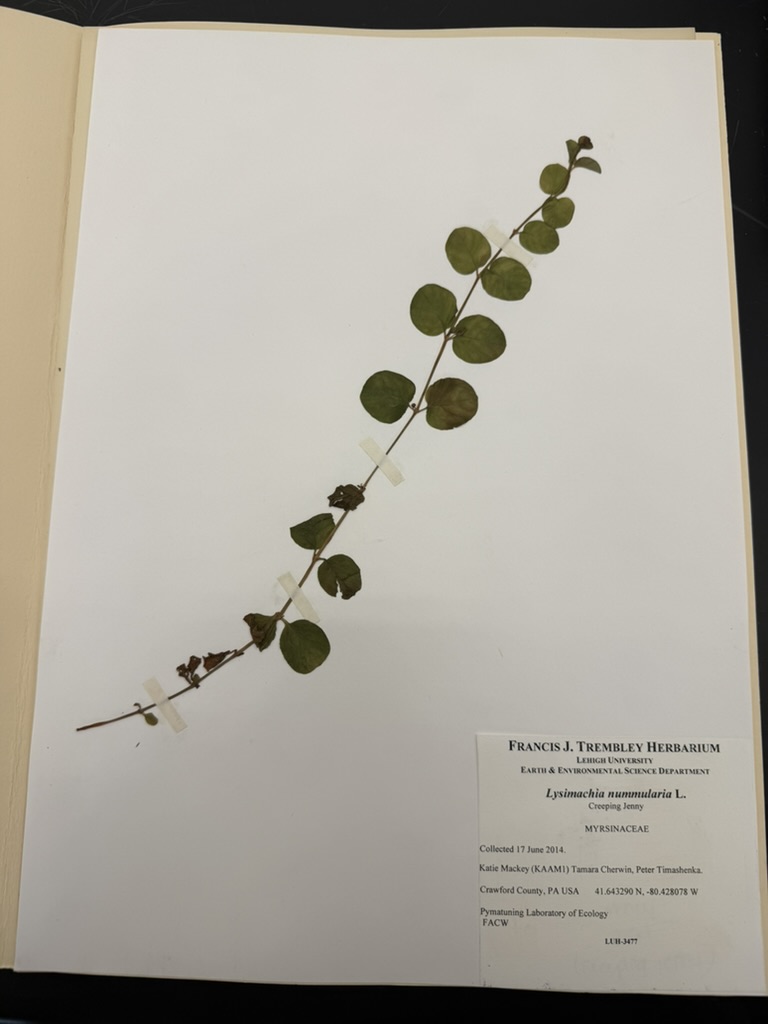 <p>Moneywort, Creeping Jenny</p>