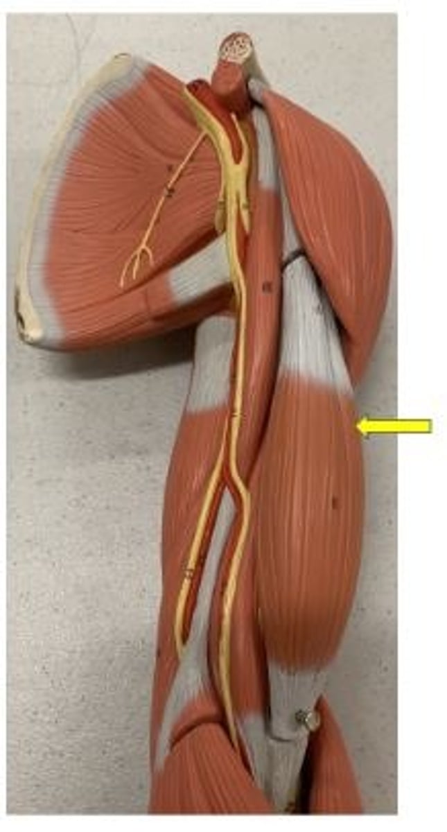 <p>The lateral belly of the biceps brachii muscle.</p>