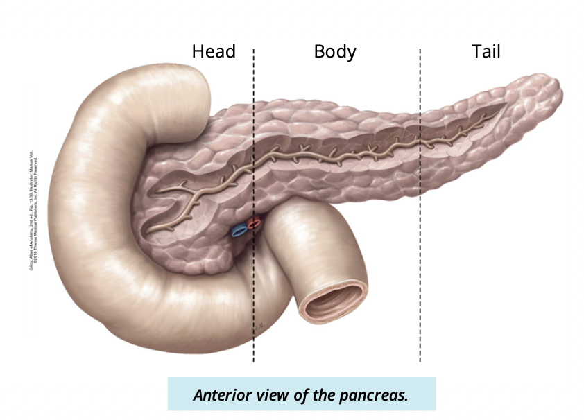 <ul><li><p>head </p><ul><li><p>sits in the concavity of the duodenum </p></li></ul></li><li><p>body</p><ul><li><p>passes behind the stomach </p></li></ul></li><li><p>tail </p><ul><li><p>abuts the medial side of the spleen </p></li></ul></li></ul><p></p>