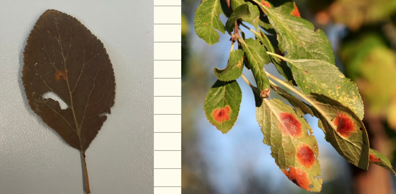 <p>Polystigma rubrum - češpljeva rdeča listna pegavost (rod Polystigma)</p>
