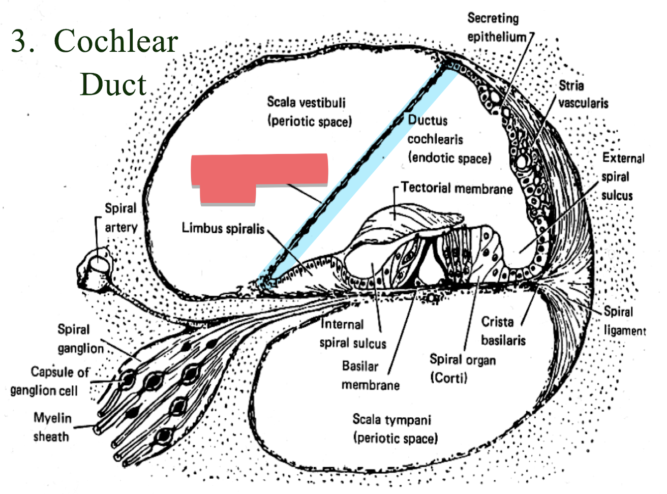 <p>top membrane separating membrane and bone </p>