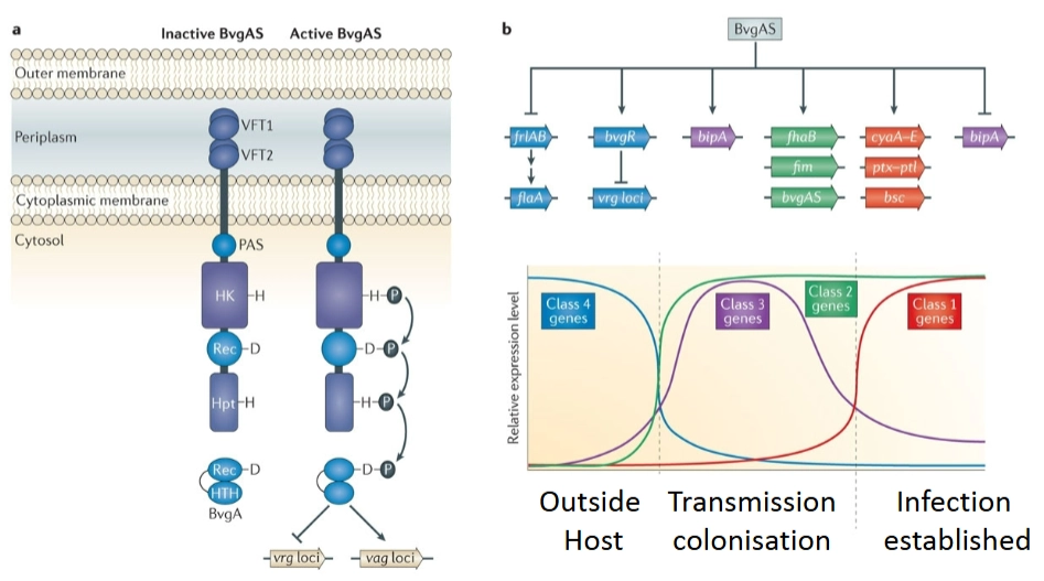 <ul><li><p>→ gebruikt een vergelijkbaar systeem (<strong>BvgS</strong> is de sensor kinase, <strong>BvgA</strong> is de response regulator), maar reageert op een andere prikkel: <strong>lichaamstemperatuur</strong>.</p><p>→ temperatuur als aan-schakelaar</p><ul><li><p><strong>Buiten de gastheer (<37):</strong> Het systeem staat op <strong>Inactive</strong> (links in het diagram). De bacterie maakt geen dure gifstoffen aan, want hij zit toch nog niet in een mens.</p></li><li><p><strong>Binnen de gastheer (37):</strong> Zodra de bacterie wordt ingeademd en de menselijke lichaamstemperatuur voelt, klapt de sensor BvgS om naar <strong>Active</strong>. Er loopt een fosfaatcascade via BvgS naar BvgA.</p></li><li><p><strong>De fasen van infectie (De grafiek rechtsonder):</strong> De bacterie activeert zijn genen niet allemaal tegelijk, maar in opeenvolgende golven (klassen):</p><ul><li><p><strong>Class 4 (Buiten de gastheer):</strong> Genen voor beweeglijkheid staan aan; genen voor virulentie staan uit.</p></li><li><p><strong>Class 3 & 2 (Transmission & colonisation):</strong> Zodra de bacterie binnenkomt, maakt hij eerst heel snel <em>adhesines</em> (plakeiwitten) aan om zich stevig vast te zetten in de keel.</p></li><li><p><strong>Class 1 (Infection established):</strong> Als de bacterie eenmaal stevig vastzit, gaan de zware wapens (<strong>toxines</strong>) pas aan om het weefsel aan te vallen en de gastheer te laten hoesten.</p></li></ul></li></ul></li></ul><p></p>
