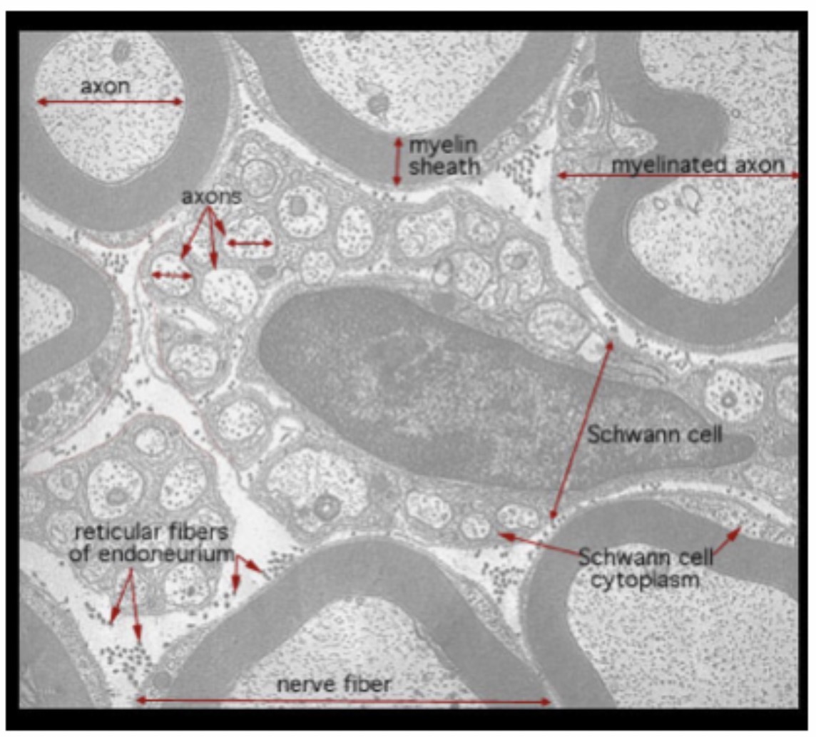 <p>Myeline sheath : Function : Insulates the axon and increases the speed of nerve impulse conduction.</p>