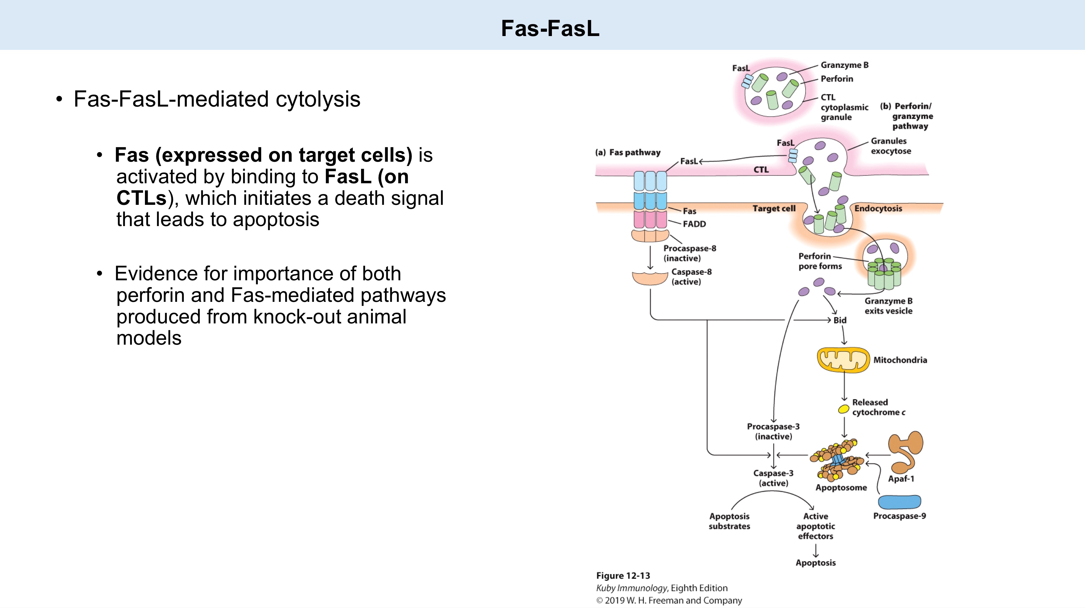 <ul><li><p>target ; CTLs</p></li><li><p>perforin</p></li></ul><p></p>