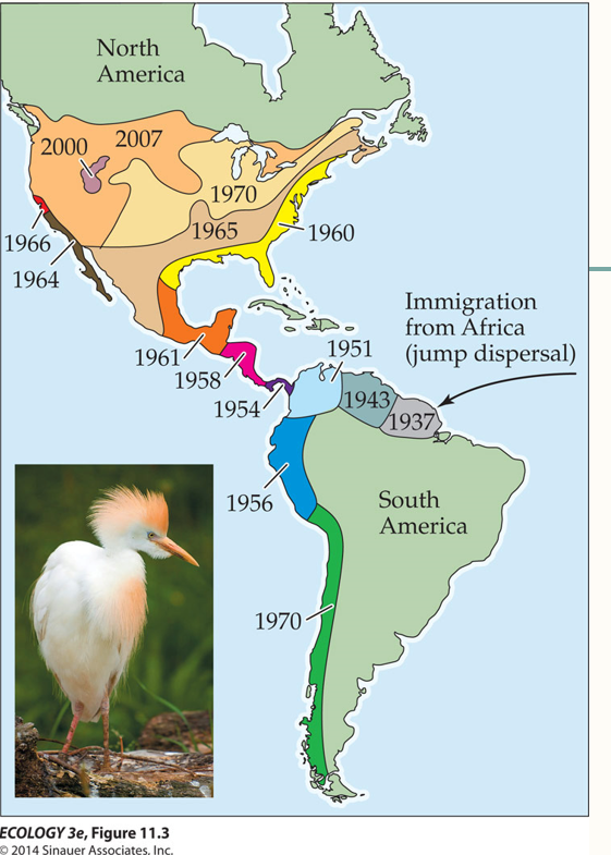 <p>An example is Cattle Egret</p>