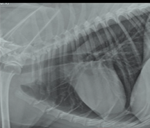 <p>Is this a normal or abnormal thorax?</p>