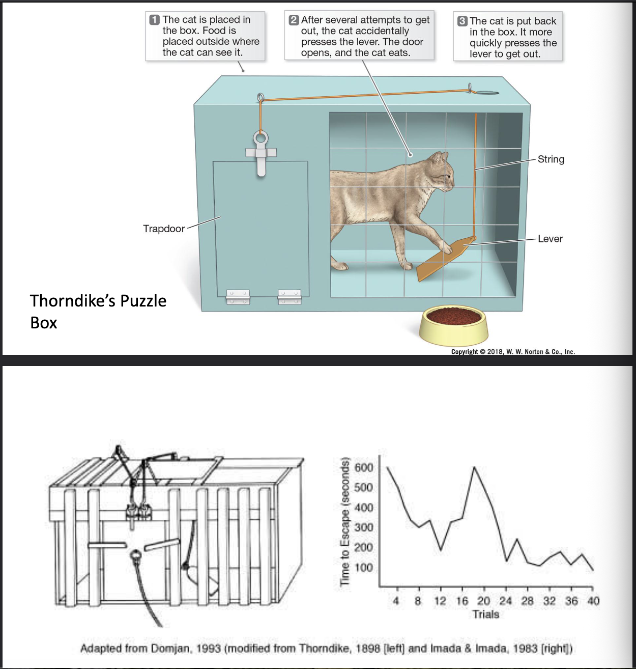 <p>Law of effect: the likelihood of the occurrence of a behaviour is influenced by its CONSEQUENCES </p>