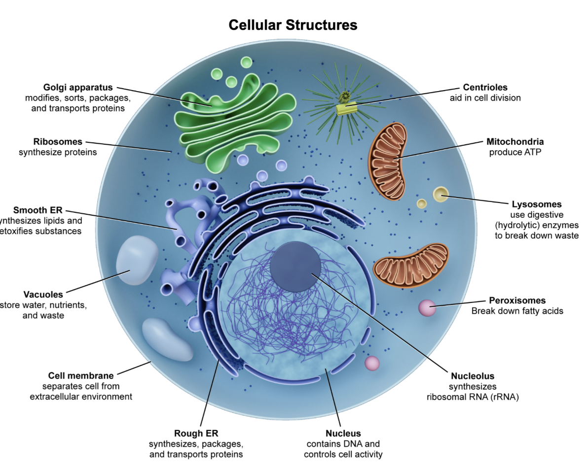 <p>C</p><p></p><p><em>A. Proteins</em></p><p><span style="line-height: 1.6em; font-size: inherit;">Proteins are produced by <u>ribosomes</u>, which can be either free-floating in the cytoplasm or attached to the rough endoplasmic reticulum (RER).</span></p><p></p><p><em>B. Hydrolytic enzymes</em></p><p>Hydrolytic enzymes are located within <span style="line-height: 1.6em; font-size: inherit;">lysosomes</span>.</p><p></p><p><em>D. Vacuoles</em></p><p><span style="line-height: 1.6em; font-size: inherit;">Vacuoles</span> are cell structures that store various substances like water, ions, and waste.</p><p></p><p><em>E. rRNA</em></p><p>In eukaryotes, ribosomal RNA (rRNA) is produced in the nucleolus.</p>