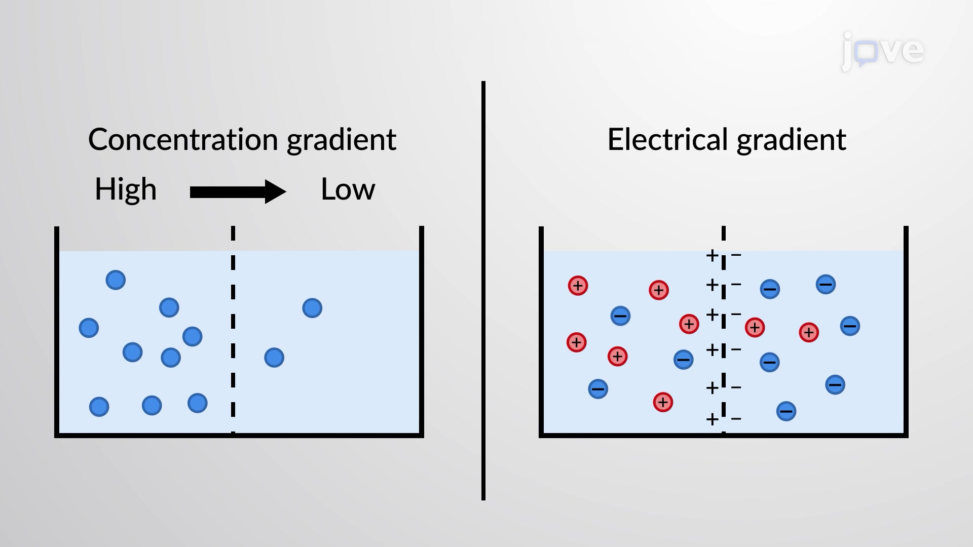 <p>The combined force of a chemical concentration difference and an electrical charge difference across a cell membrane that dictates the net direction an ion will move</p><ul><li><p><strong>The Chemical Gradient (Concentration Gradient):</strong> The difference in the concentration of the ion across the membrane. Ions naturally tend to diffuse from an area of high concentration to an area of low concentration.</p></li><li><p><strong>The Electrical Gradient (Membrane Potential):</strong> The difference in charge or voltage across the membrane. Because ions carry charges, they are physically attracted to the side of the membrane with the opposite charge and repelled by the side with the same charge</p></li></ul><p></p>