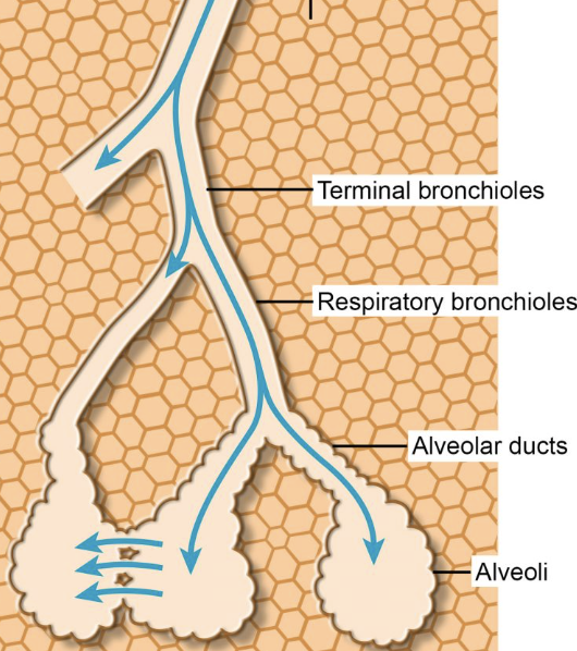 <p>small respiratory tubes with smooth muscle in their walls, no cartilage, and an inner lining of respiratory epithelium</p>
