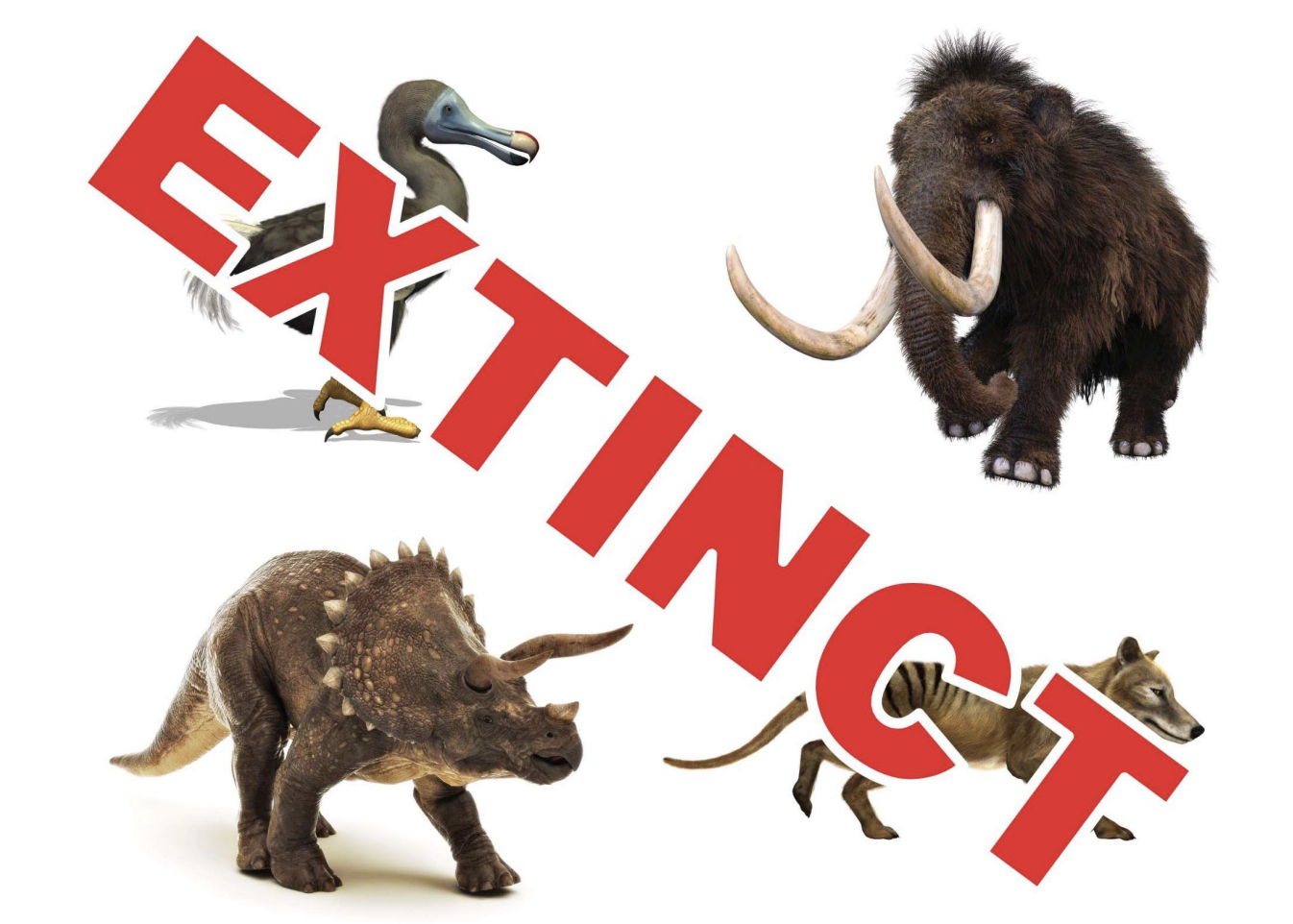 <p>Extinction</p>