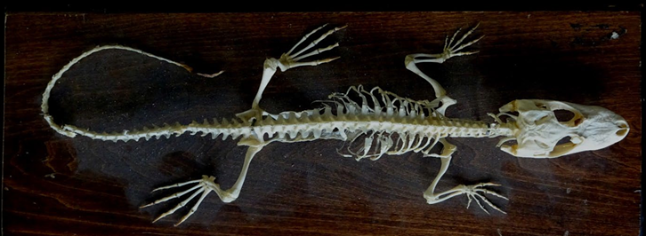 <p>have axial skeleton-vertebral column, this is homologous (all animals are this)</p>