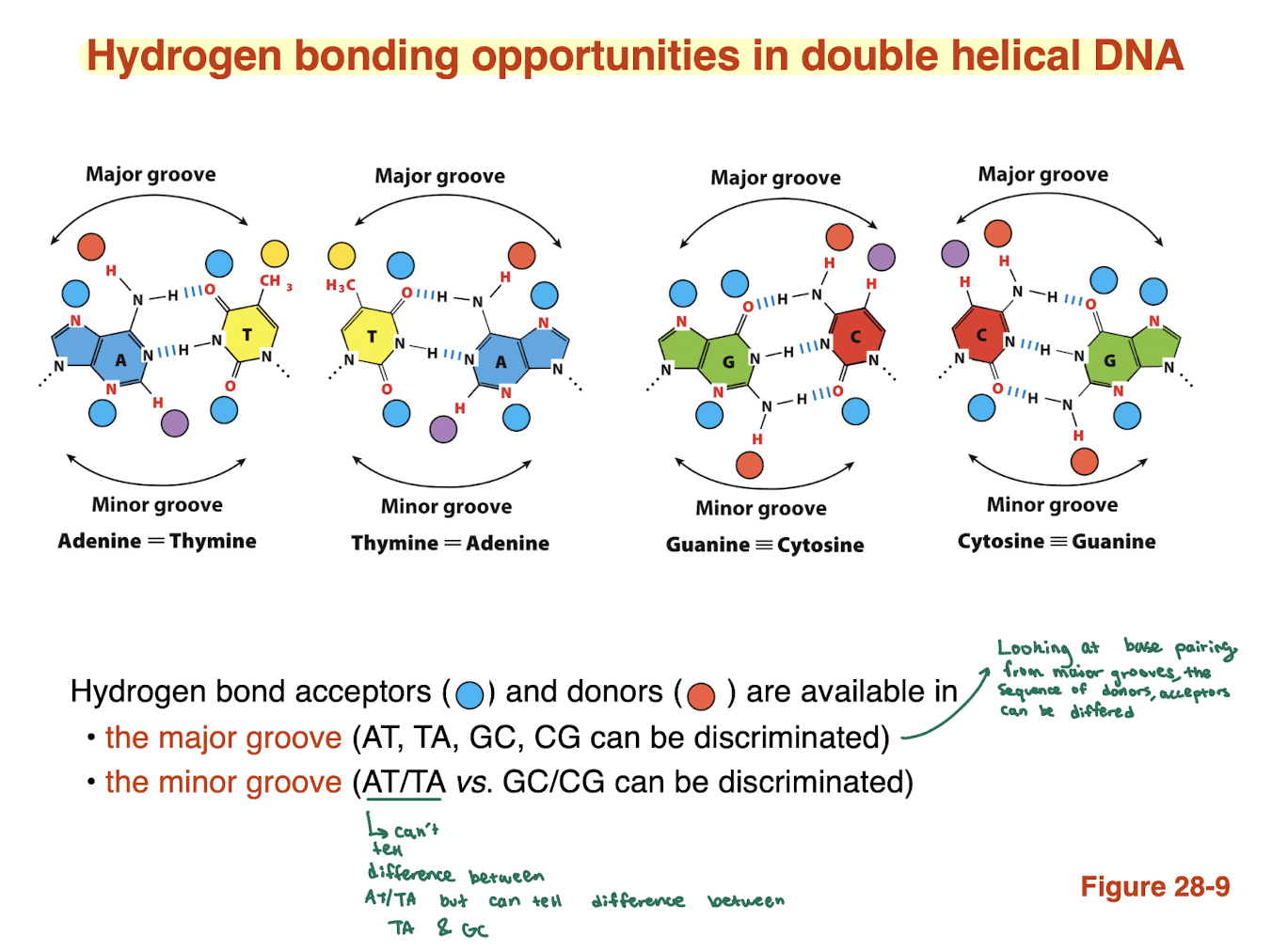 <ul><li><p><strong>Distinct donor/acceptor patterns</strong> for each base pair</p></li><li><p>Can distinguish:</p><ul><li><p><strong>AT vs TA</strong></p></li><li><p><strong>GC vs CG</strong></p></li></ul></li><li><p>Provides <strong>maximum chemical information</strong><br>→ Main site for <strong>DNA-binding protein recognition</strong></p></li></ul><p></p>
