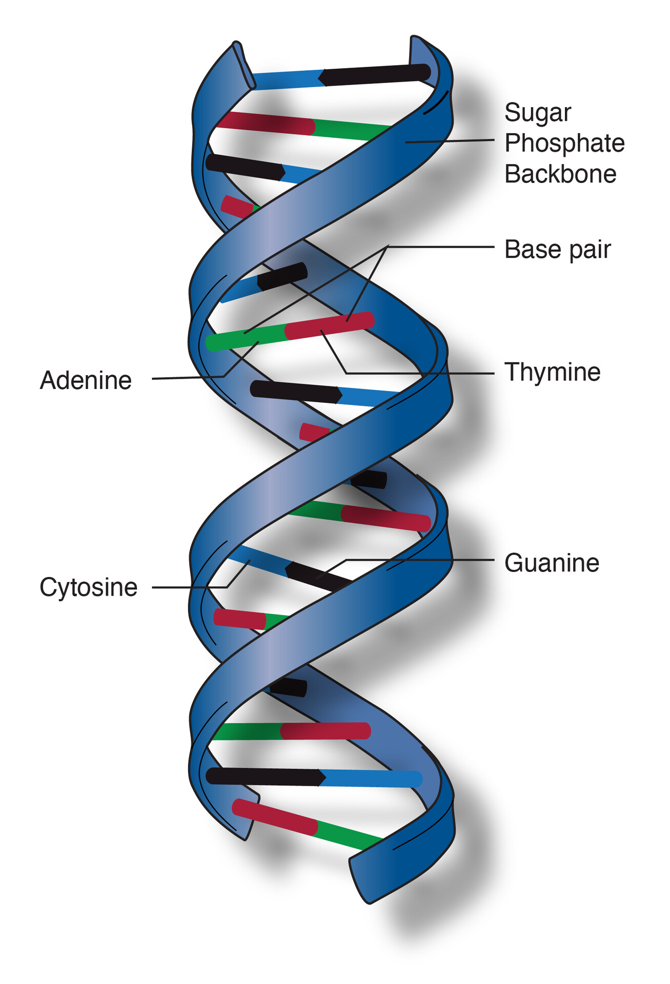 <p>what is double helix?</p>