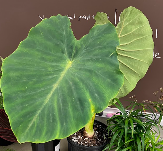 <ul><li><p>taro root</p><ul><li><p>very large bulb</p></li></ul></li><li><p>can be invasive</p></li></ul><p></p>