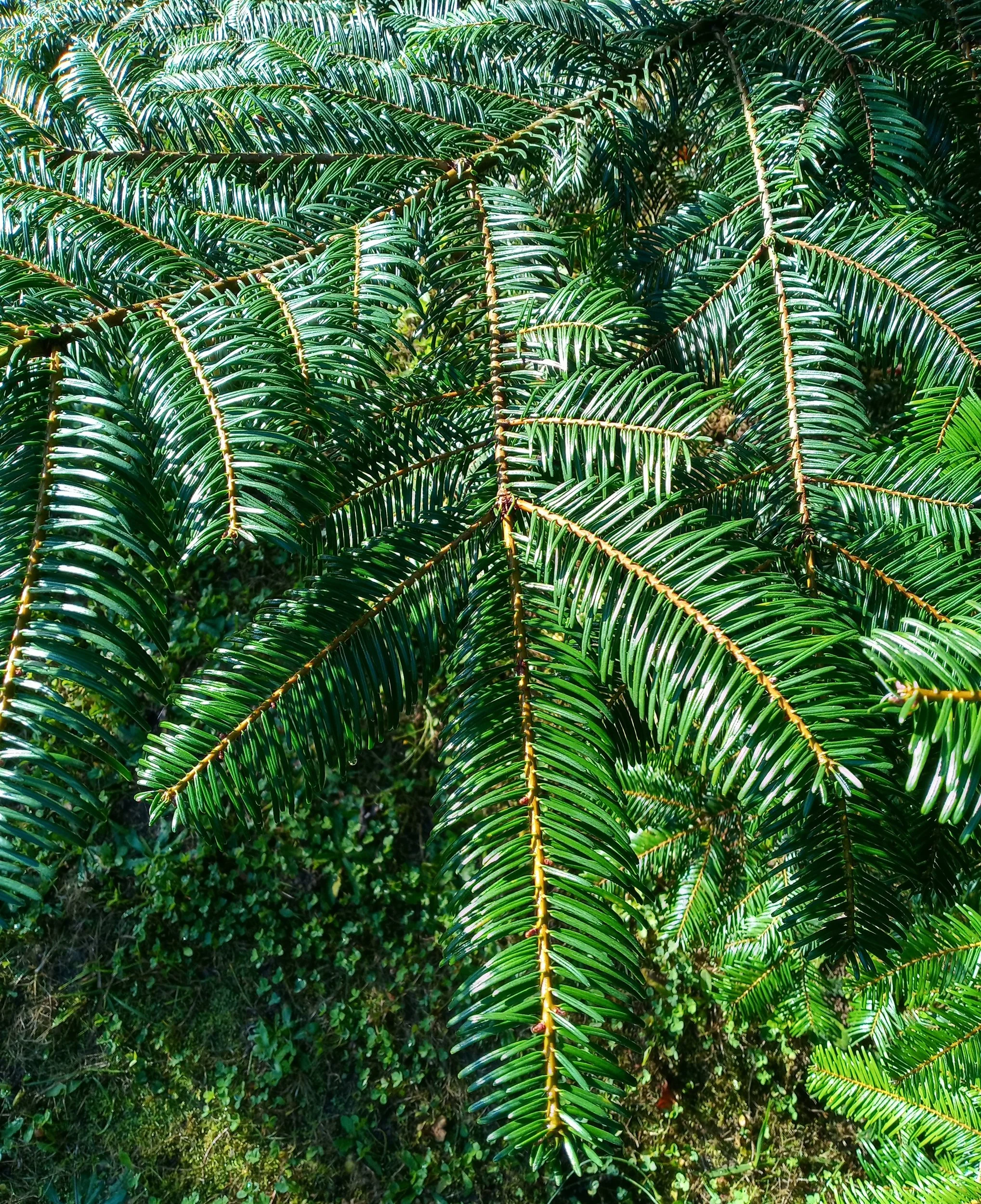 <p>Abies grandis </p>