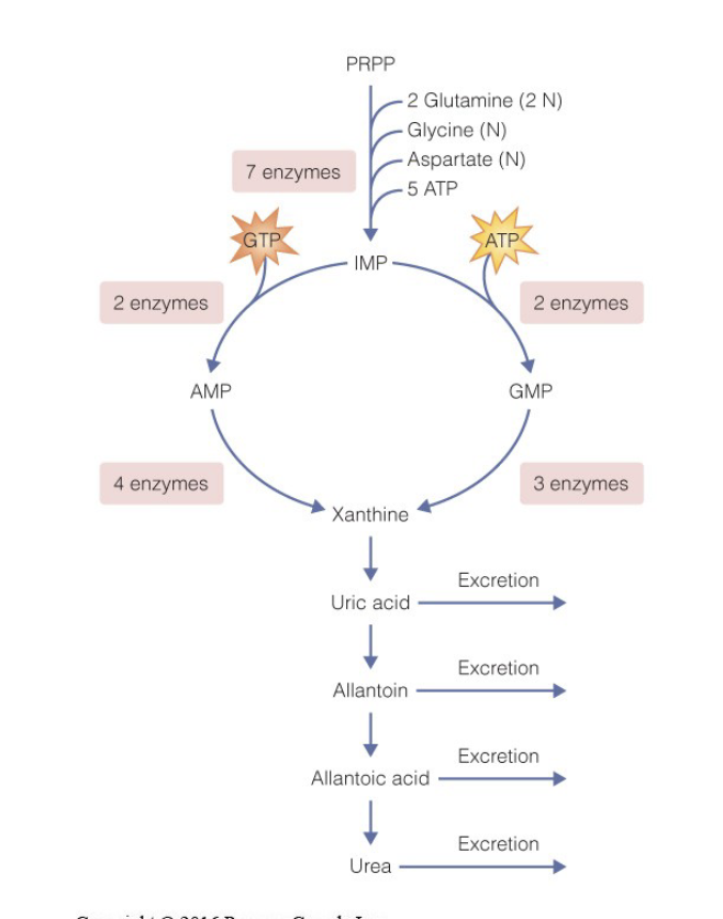<p>factors</p><ul><li><p>diet</p></li><li><p>water available</p></li><li><p>metabolic costs</p></li></ul><p></p>