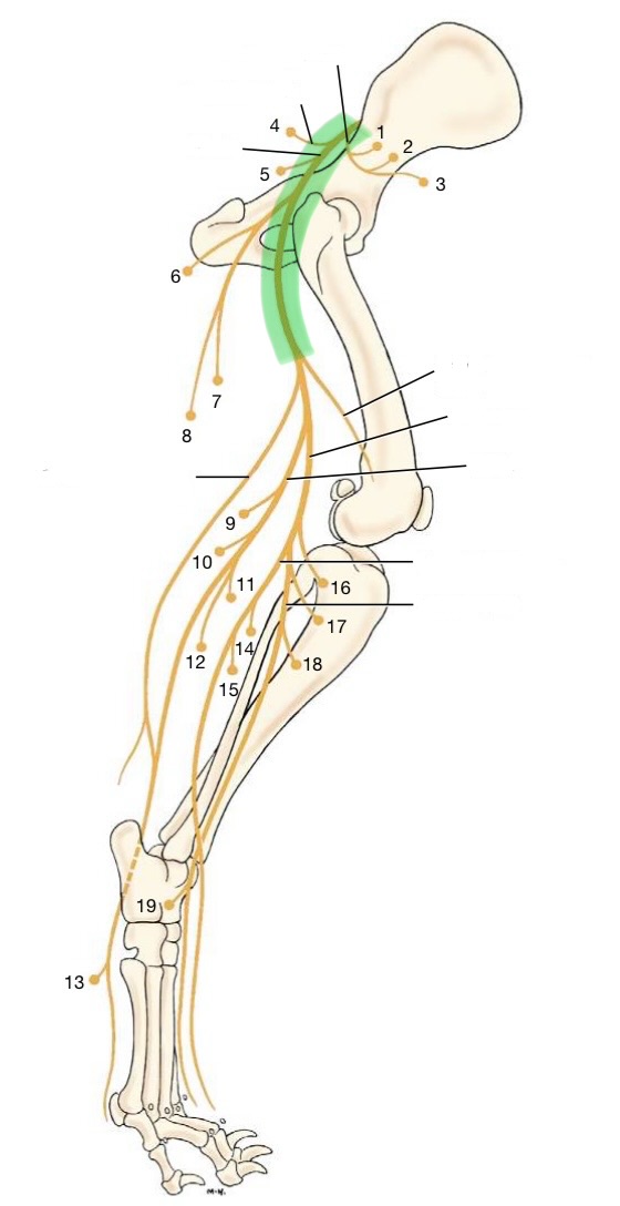 <p>originates from L6-7 &amp; S1-2</p><p>innervates</p><ul><li><p>biceps femoris</p></li><li><p>semitendinosus</p></li><li><p>semimembranosus</p></li><li><p>gemelli</p></li><li><p>quadratus femoris</p></li></ul><p></p>
