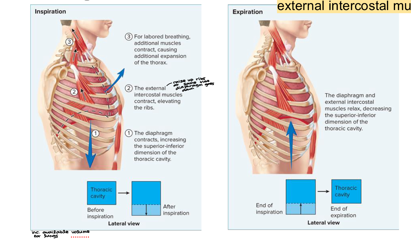 <p>two muscles that assist in breathing: diaphragm and the external intercostal muscles </p><ul><li><p>inspiration increases available volume for lungs</p></li></ul><p></p>