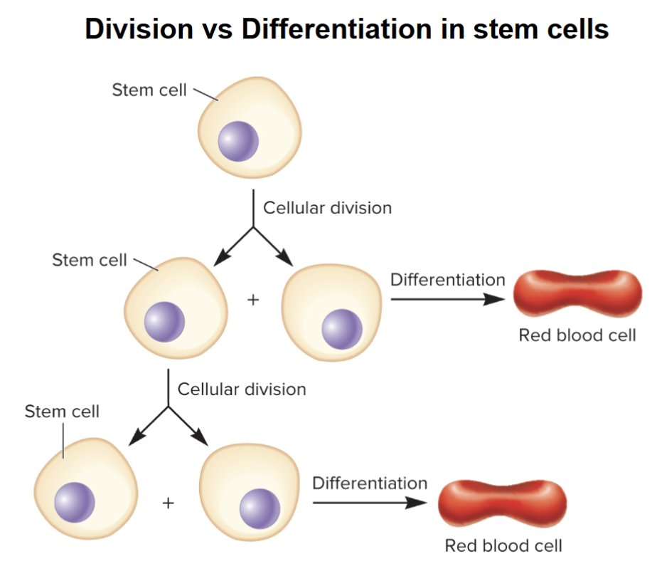 <ol><li><p>Ability to divide</p></li><li><p>Can differentiate into one or more specialized cell types</p></li></ol><p></p>