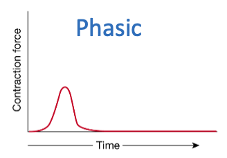 <p>Phasic contractions.</p>