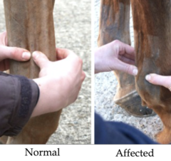 <p>How is suspensory ligament branch desmitis diagnosed?</p>