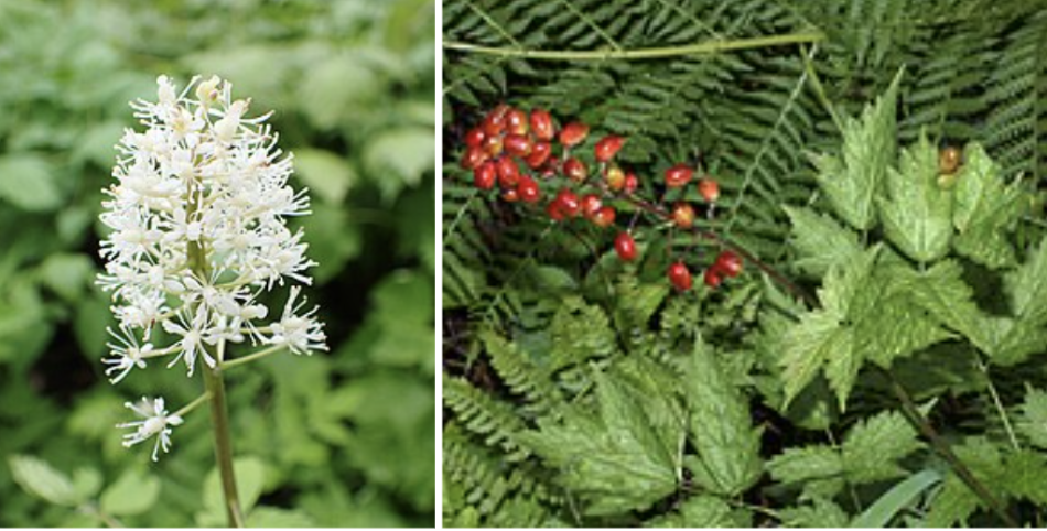 <ul><li><p>Bright red or white berries</p></li><li><p>Compound sharply toothed leaves</p></li><li><p>Small white flower clusters in spring</p></li><li><p>Thick fleshy stems</p></li><li><p>Moist forests & shady slopes</p></li><li><p>Poisonous berries <span data-name="warning" data-type="emoji">⚠</span></p></li><li><p>Commonly confused with currants or highbush cranberry</p></li></ul><p></p>