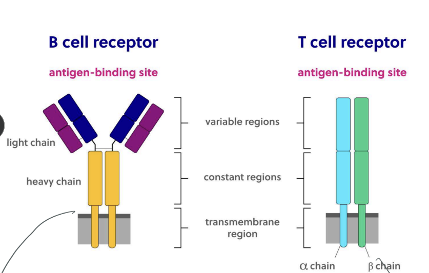 <p><em>Adaptive Immunity</em></p><p>Features of B cell</p><p>• humoral mediated immunity</p><p>• cell surface receptors for pathogens are immunoglobulins (each B cell expresses a single type of B cell receptor)</p><p>• mature in bone marrow into plasma cells (plasma cells secrete antibodies against pathogens)</p><p>• play a role in presenting antigens and cytokine secretion</p><p></p><p>Features of T cells</p><p>• Cell mediated immunity</p><p>cell surface receptors for pathogens are T cell receptors (each T cell expresses single type of T cell receptor)</p><p>• mature in the thymus</p><p>• rely on MHC</p><p>• named by CD markers on their surface</p>