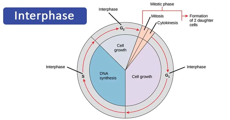 <p><span>Interphase is the </span><strong>phase where the cell grows, copies DNA, and prepares for division</strong><span> → includes G1, S, and G2 phases</span></p>