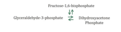 <p>- 1x (6 carbon) molecule of Fructose-1,6-BP → 2x (3 carbon) molecules of Glyceraldehyde-3-Phosphate</p>