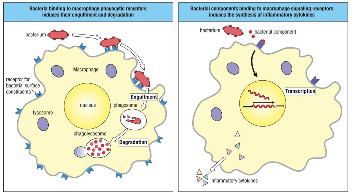 <p>Let’s learn more about the macrophage (a mononuclear phagocyte). What does it do?</p>